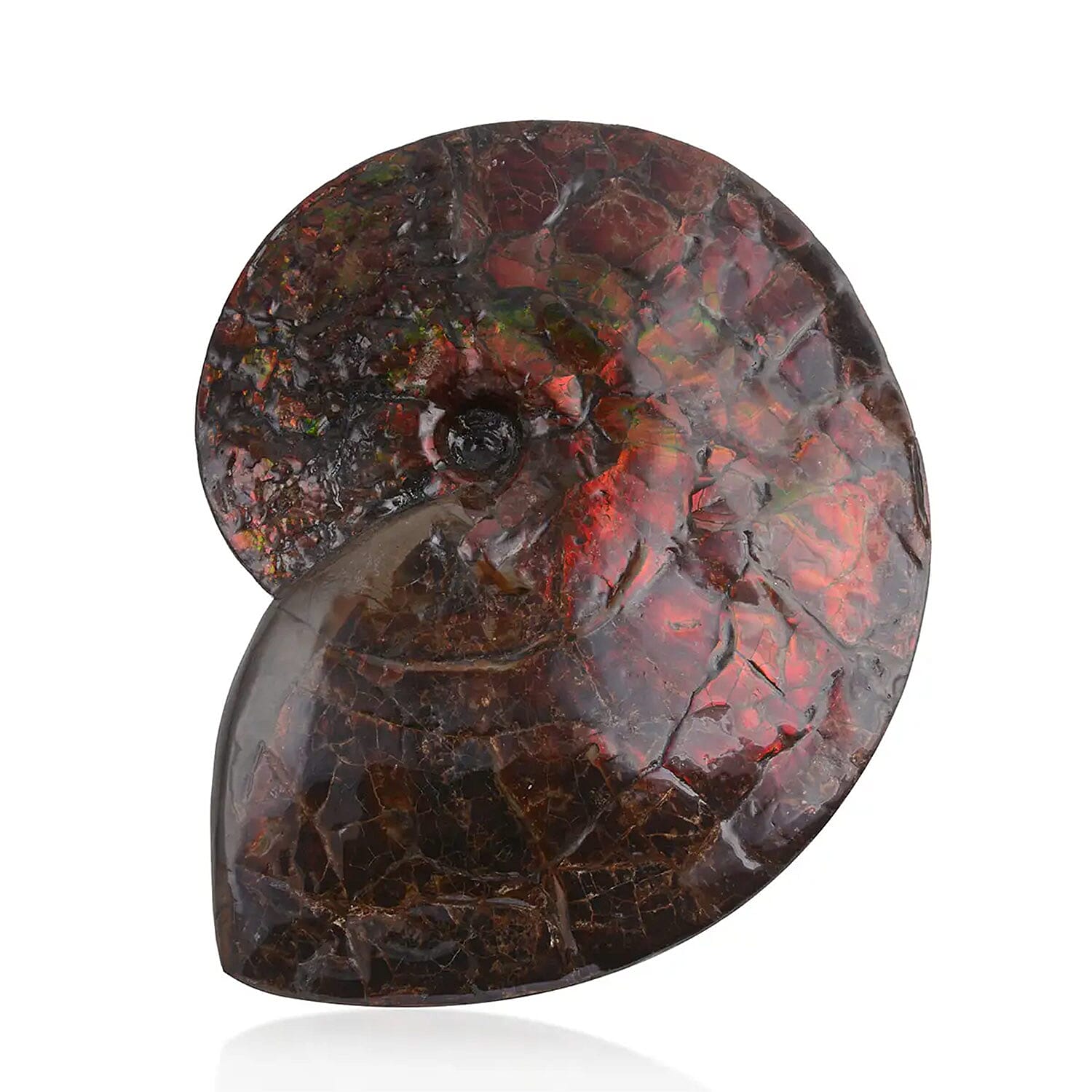 AAA Grade Ammonite Rare Specimen (11 Lbs), Large Ammonite Fossil for Home and Office Decor, Gemstone Decorative Table Centerpiece