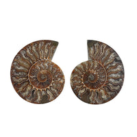 Ammonite Pair -L (Approx. 2735ctw)