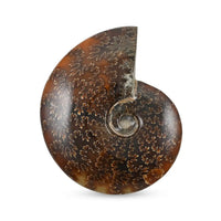 Whole Sutured Ammonite- M 6-7 Approx. 7257ctw