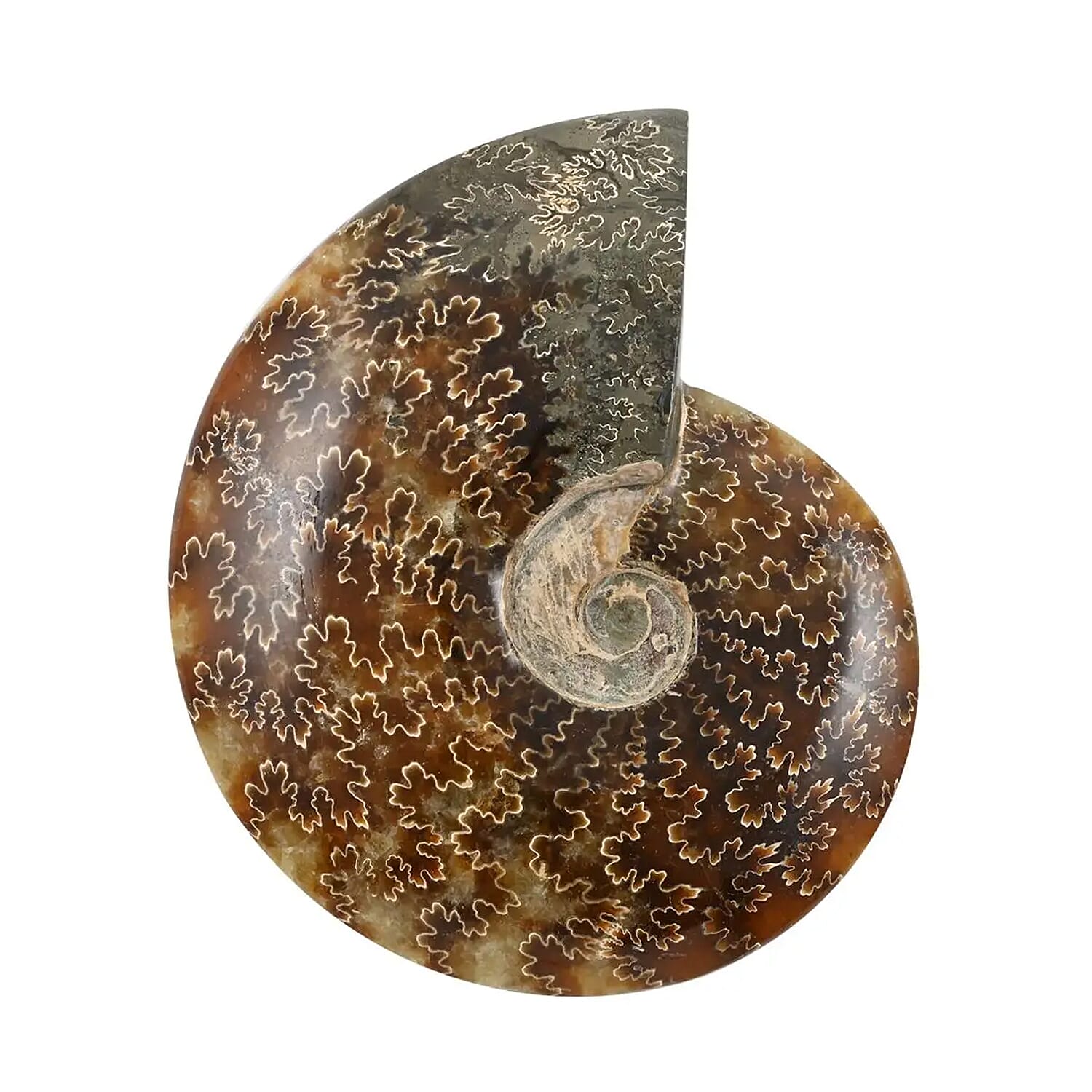 Whole Sutured Ammonite- M (Approx. 2948ctw)
