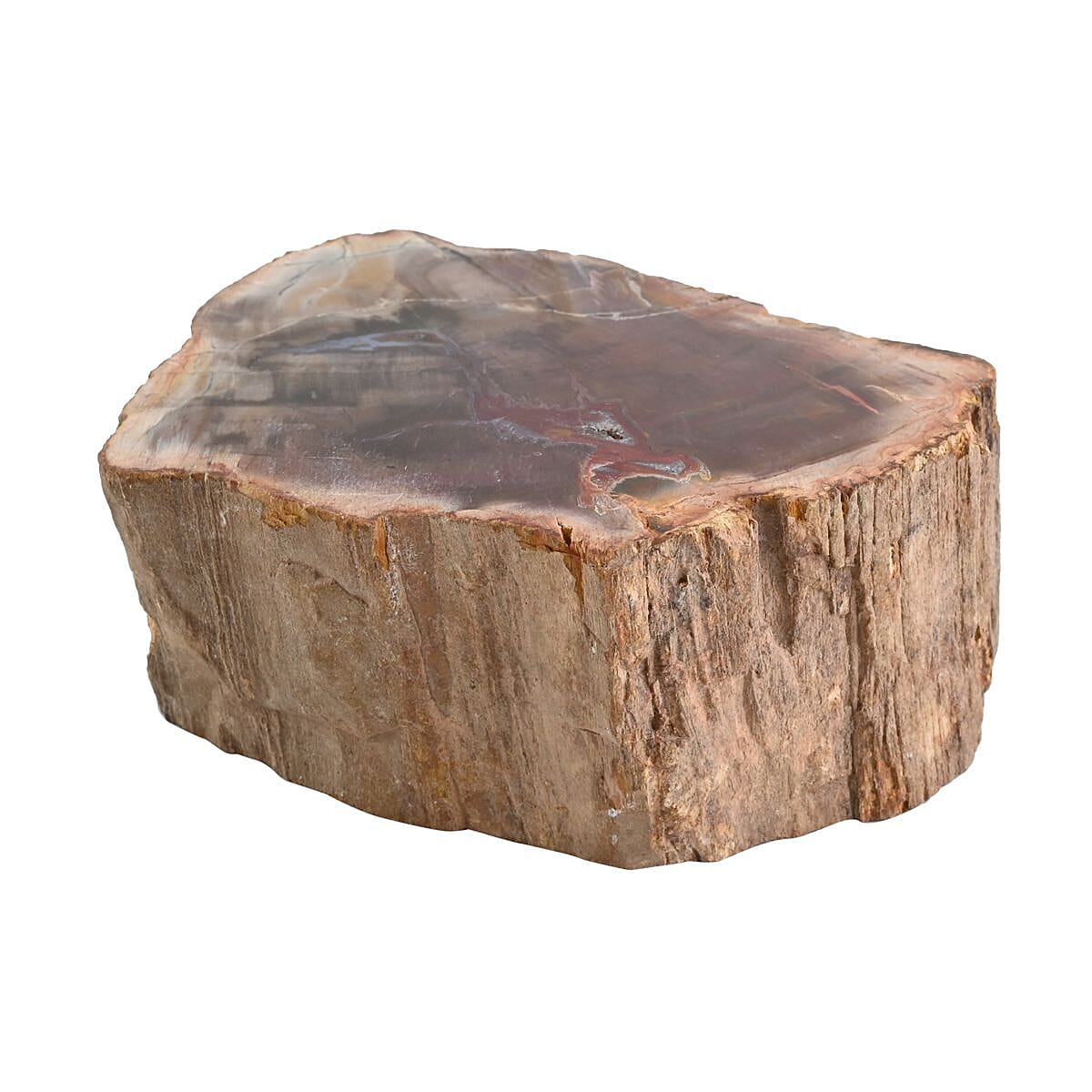 Petrified Wood Branches- S (Approx. 2910ctw)