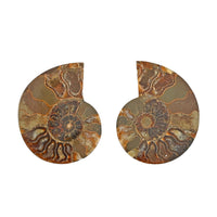 Ammonite Pair Below 3" Approx 498cts