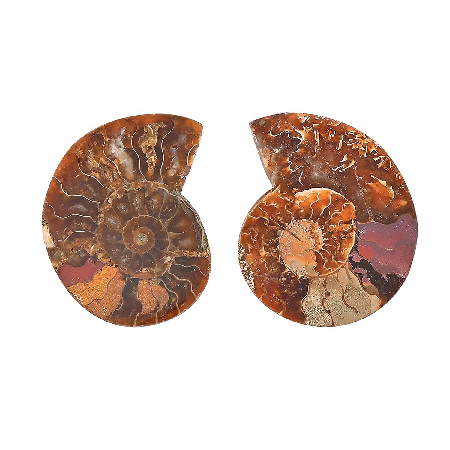 Ammonite Below 2 Inch