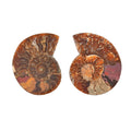 Ammonite Below 2 Inch - Sticky add to cart bar