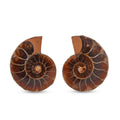Ammonite Pair 1 Inch - Sticky add to cart bar