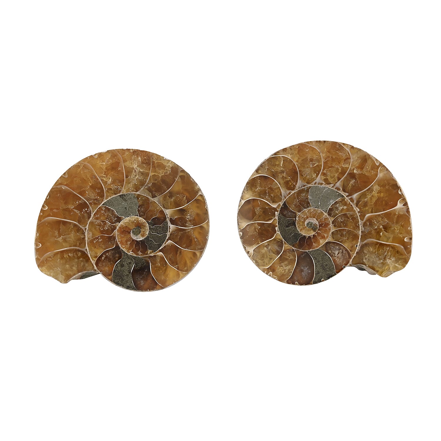 Ammonite Pair Below 1 Inch