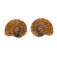 Ammonite Pair Below 1 Inch
