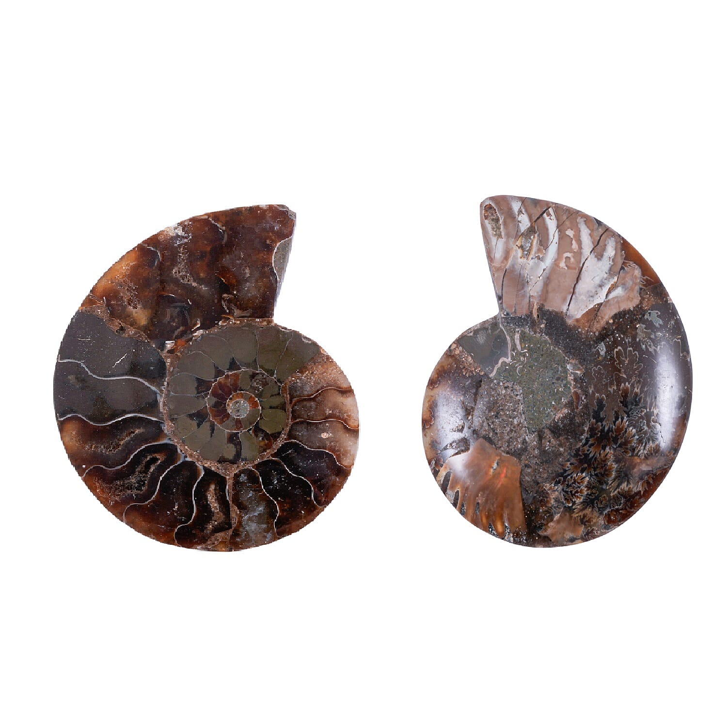 Ammonite 2-3 Approx 450ctw
