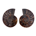 Ammonite 3-4 Approx 900ctw - Sticky add to cart bar