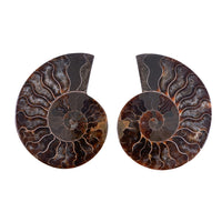 Ammonite 3-4 Approx 900ctw