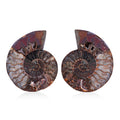Ammonite 6-7 Approx 5200ctw - Sticky add to cart bar