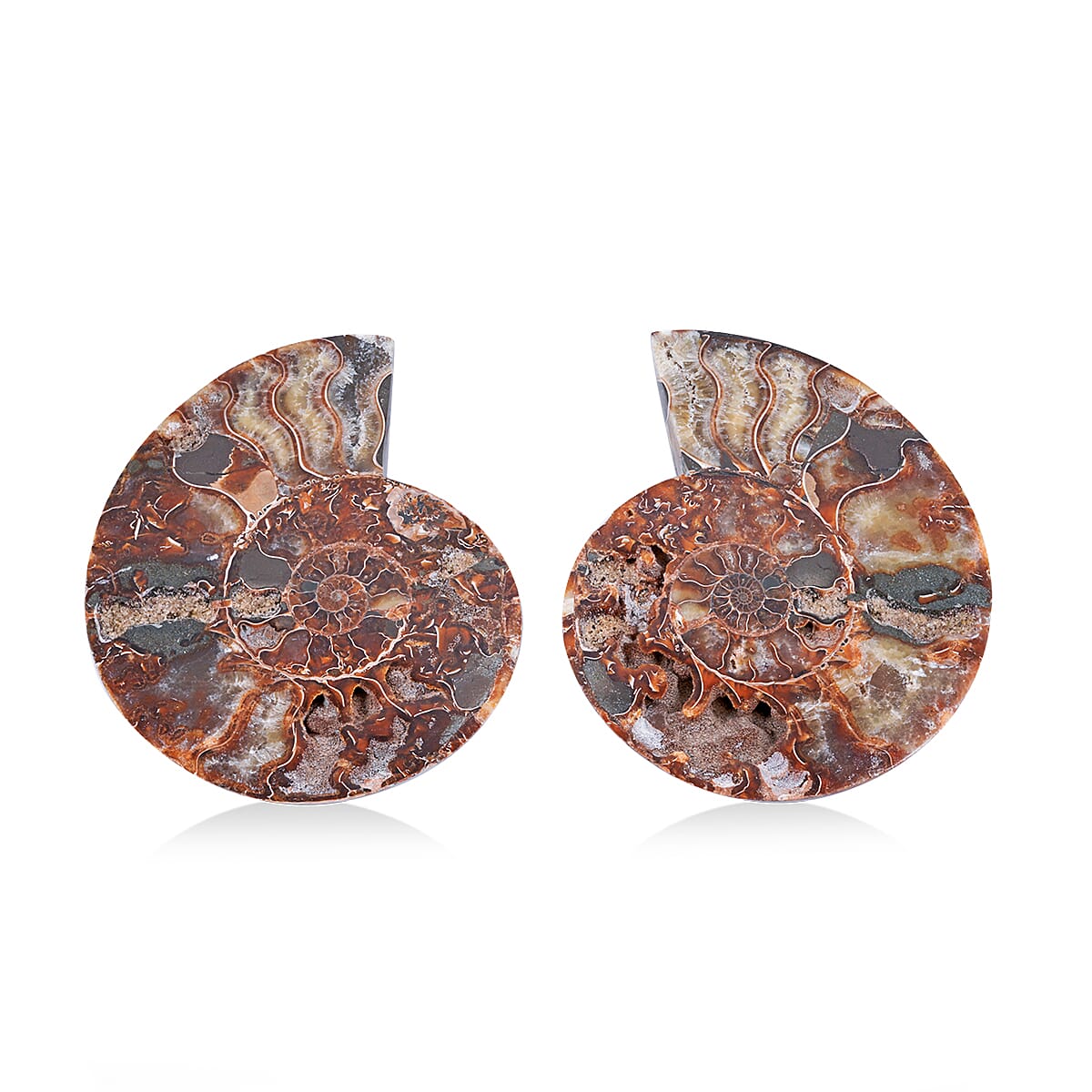 Ammonite 7-8 Approx 7700ctw