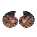 Ammonite 8-9 Approx 10800ctw - Sticky add to cart bar