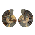 Ammonite 9-10 Approx 12200ctw - Sticky add to cart bar