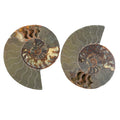 Ammonite 10-11 Approx 17200ctw - Sticky add to cart bar