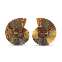 Ammonite Pair 3 Inch To 4 Inch 453ctw