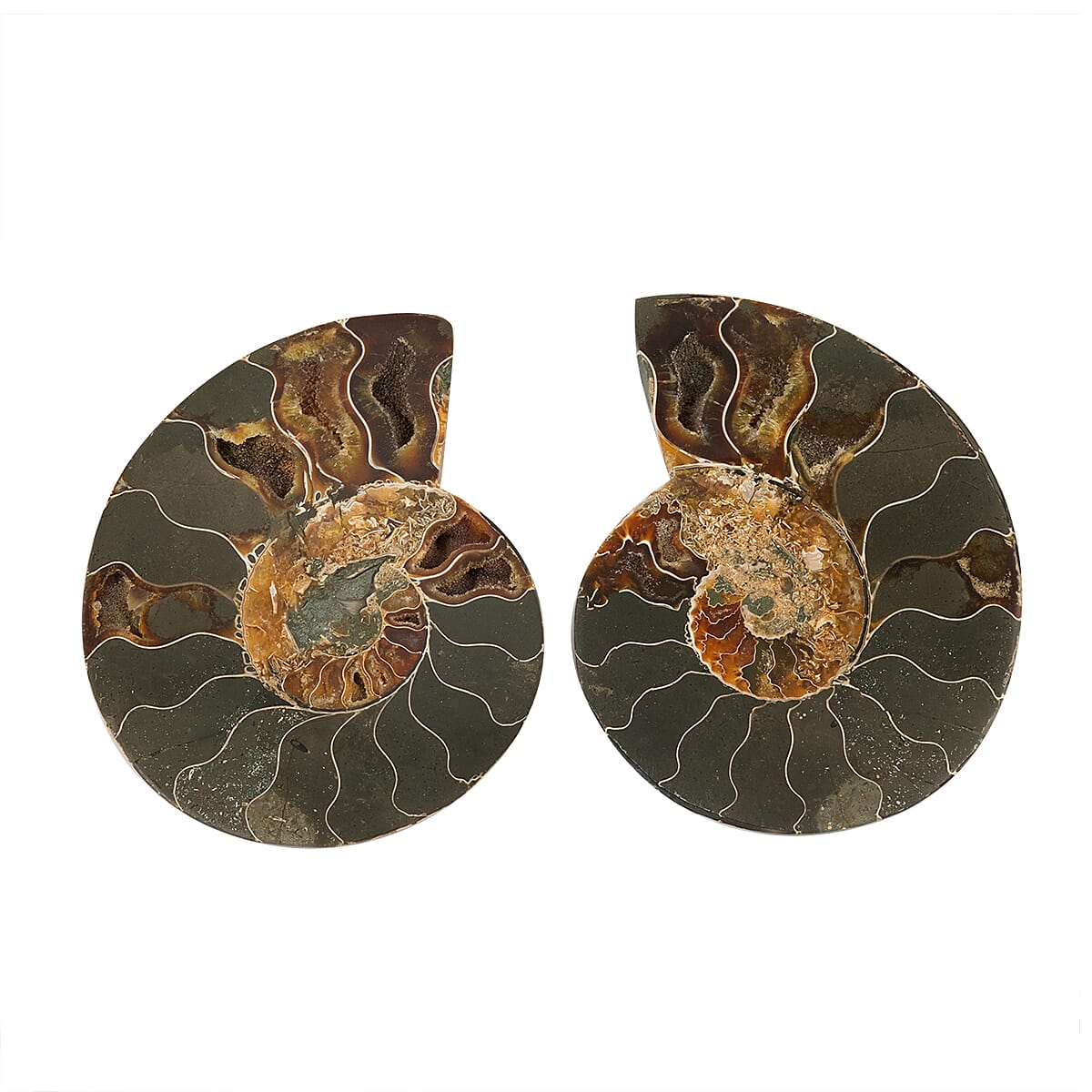 Ammonite Pair 5 Inch To 6 Inch 3175ctw