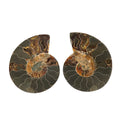 Ammonite Pair 5 Inch To 6 Inch 3175ctw - Sticky add to cart bar