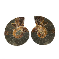 Ammonite Pair 5 Inch To 6 Inch 3175ctw