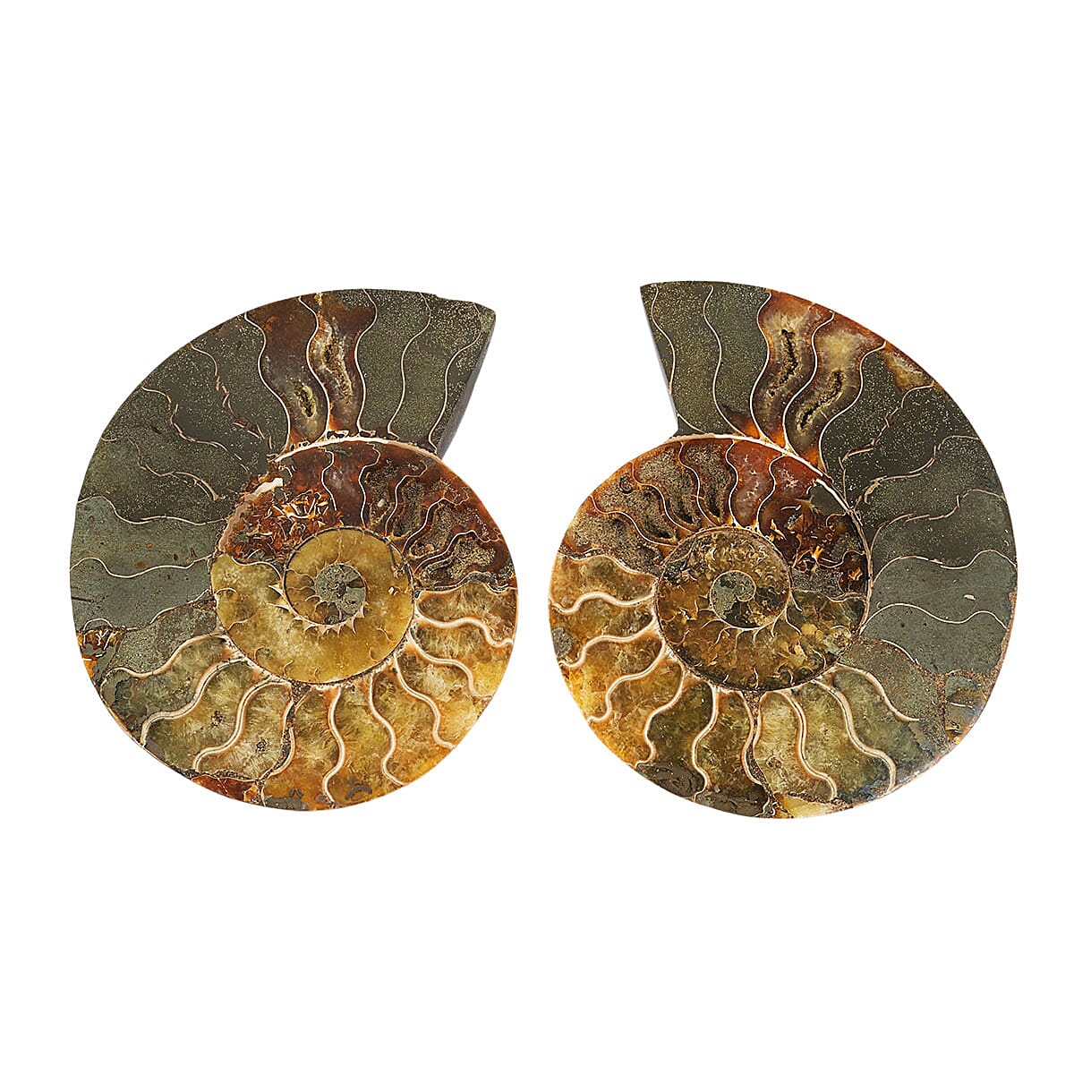 Ammonite Pair 6 Inch To 7 Inch 5443ctw