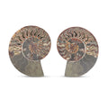 Ammonite Pair 7 Inch To 8 Inch 5896ctw - Sticky add to cart bar