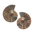 Ammonite Pair 9 Inch To 10 Inch 10886ctw - Sticky add to cart bar