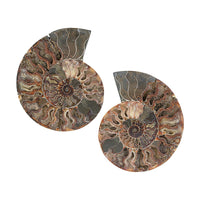 Ammonite Pair 9 Inch To 10 Inch 10886ctw