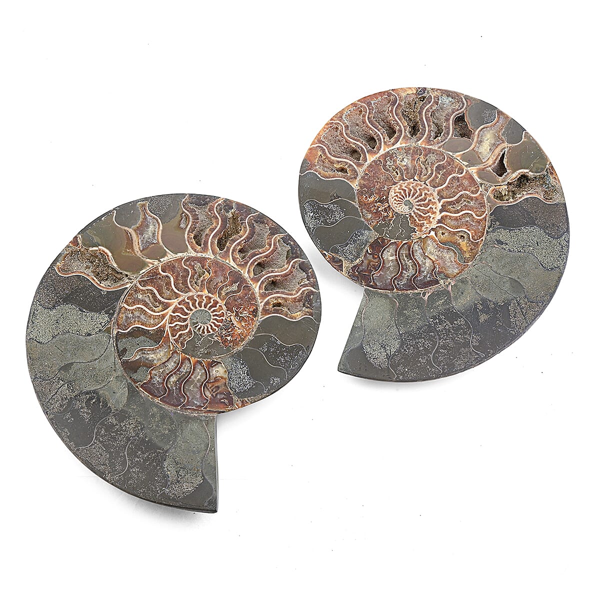 Ammonite Pair 10 Inch To 11 Inch 17236ctw
