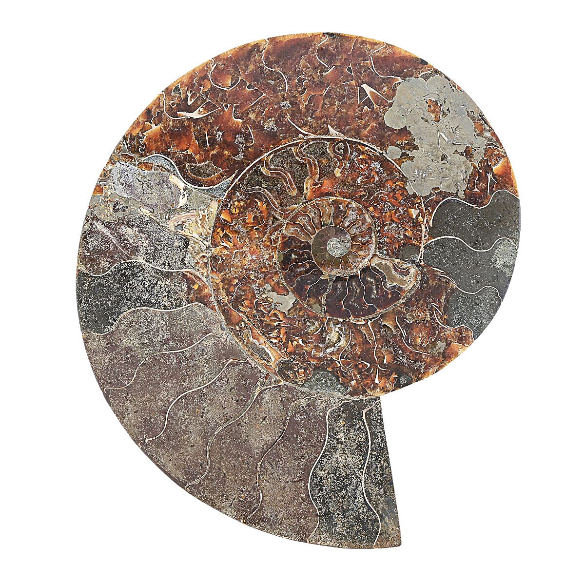 Ammonite Pair 12 Inch 27669ctw