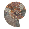 Ammonite Pair 12 Inch 27669ctw - Sticky add to cart bar