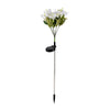 White Lily Flower