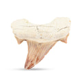 Shark Tooth - White - Sticky add to cart bar