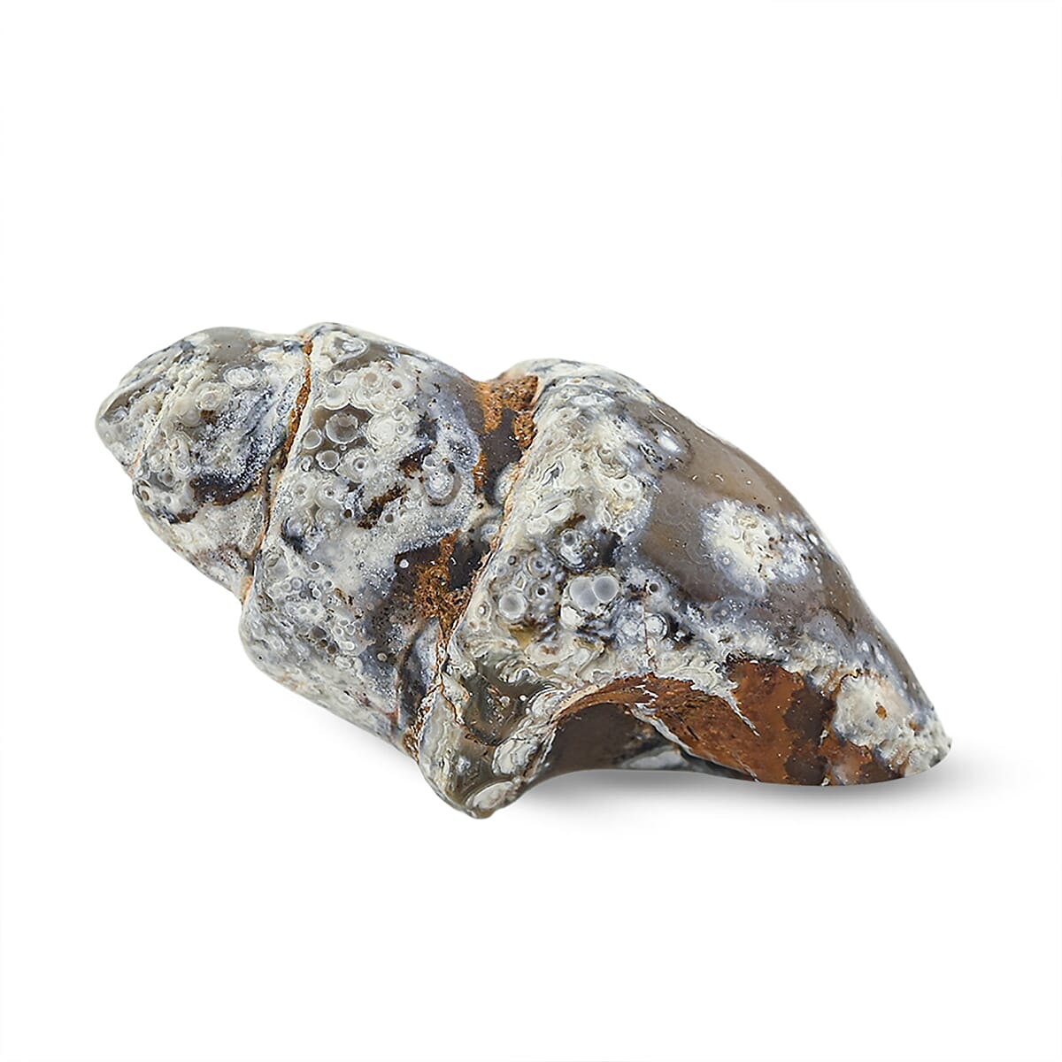 Agate Fossil Shells One Size 56 ctw