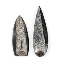 Set of 2 Othoceras 280ctw