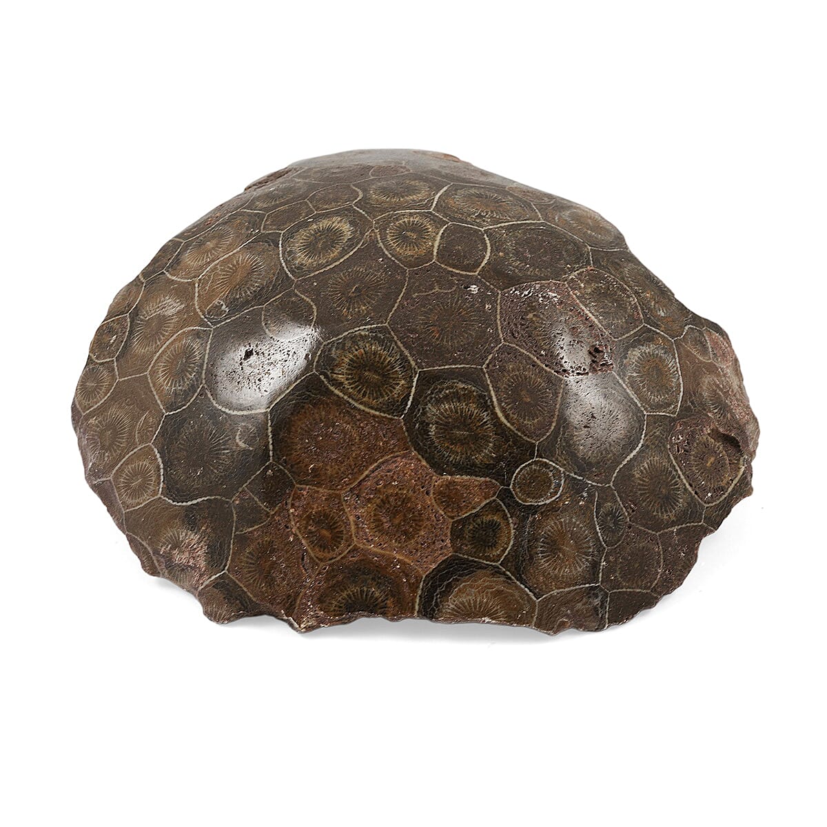 Fossil Coral L 1650ctw