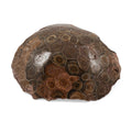 Fossil Coral L 1650ctw - Sticky add to cart bar