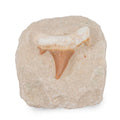 Shark Tooth L 450 ctw - Sticky add to cart bar