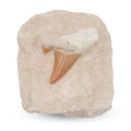 Shark Tooth M 370 ctw - Sticky add to cart bar