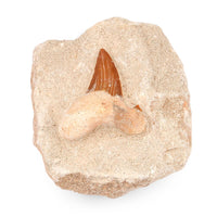 Shark Tooth S 330 ctw