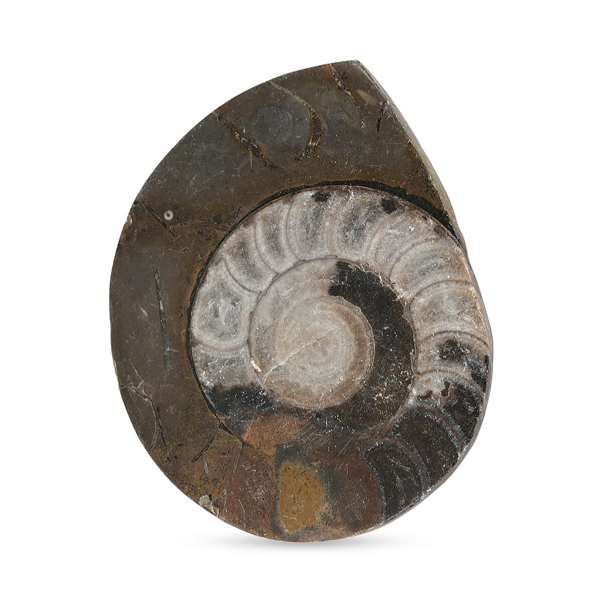 Ammonite L