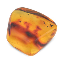 Amber Insect L