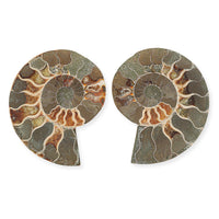 Ammonite Pair 4 Inch To 5 Inch