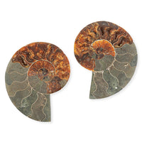 Ammonite Pair 5 Inch To 6 Inch