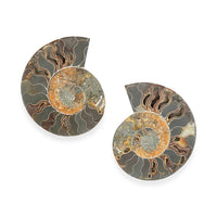 Ammonite Pair 6 Inch To 7 Inch