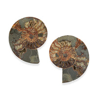 Ammonite Pair 7 Inch To 8 Inch