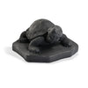 Tortoise