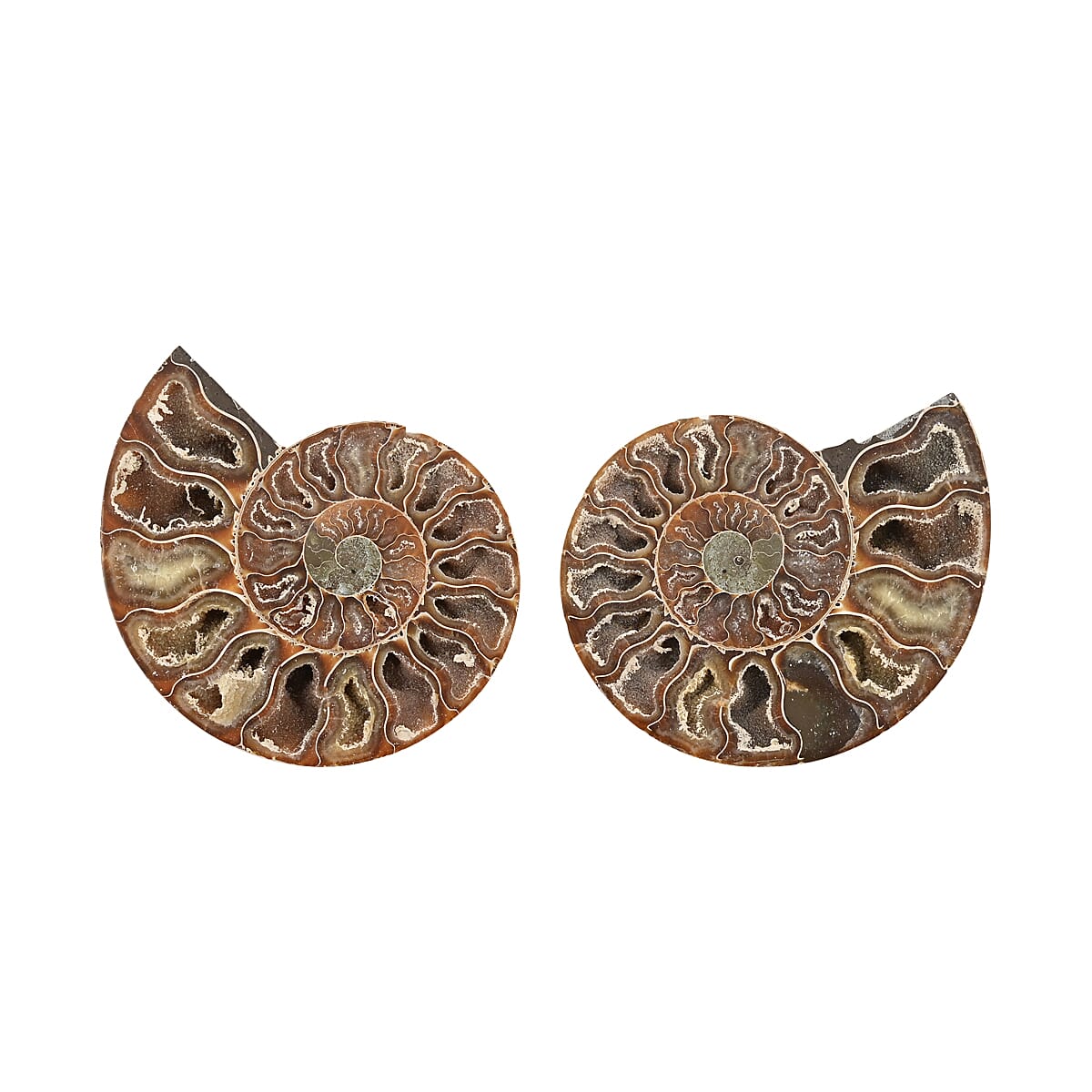 Ammonite Pair 5-6 Inch 2721ctw