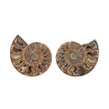 Ammonite Pair 5-6 Inch 2721ctw - Sticky add to cart bar