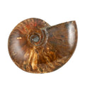 Red Ammonite Figurine -S Approx. 670ctw - Sticky add to cart bar