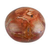 Petrified Wood Palm Stone -M Approx. 625ctw